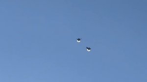 Николаевские голуби Воронежская область