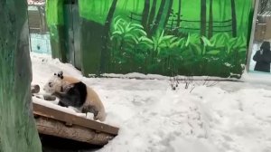 🐼 Панда Катюша веселится в снегу
 
Берём пример)