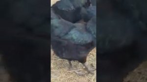 Джерсийский гигант