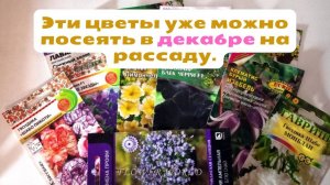 Эти цветы уже можно посеять в декабре на рассаду.💐