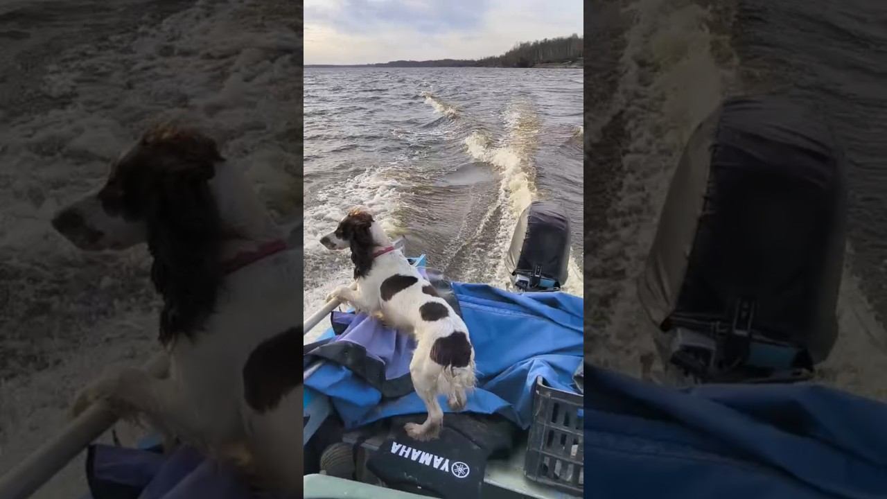 #рыбалка #река #fishing #осень #природа #экстрим #собака смотреть онлайн