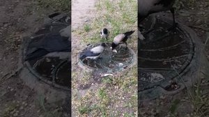 Серая ворона. Как правильно кормить птенцов \Hooded crow. What should be on the menu for the babies