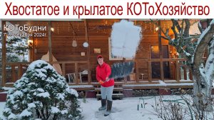 А вы видели, как моются Белки? Наше хвостатое и крылатое КОТоХозяйство или КОТоБудни от 08.12.2024г