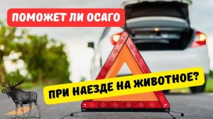 Поможет ли ОСАГО при наезде на животное?