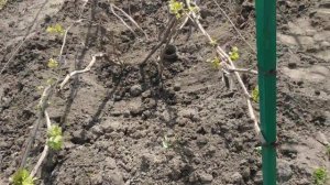 Виноград. Как подъвязязать . С чего начать