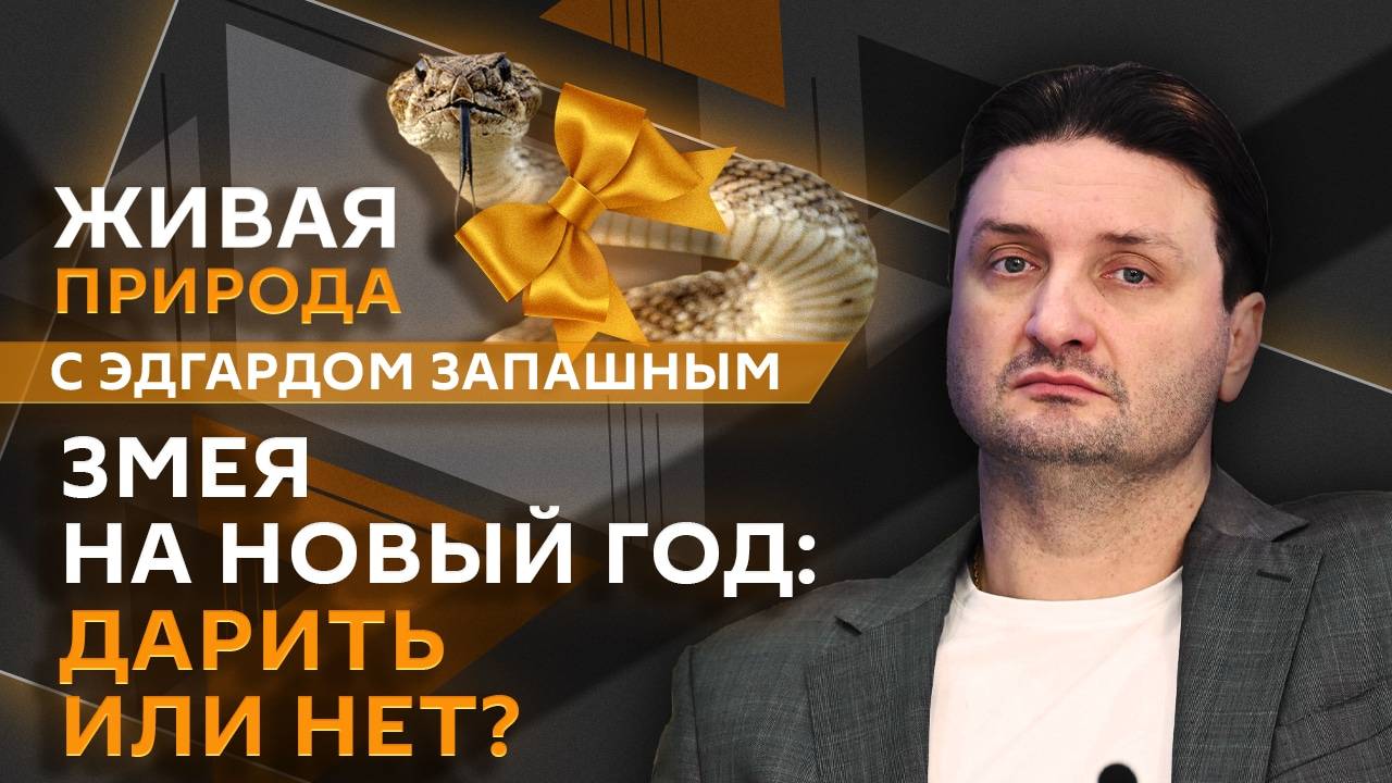 Эдгард Запашный. Почему змея не лучший подарок на Новый год?