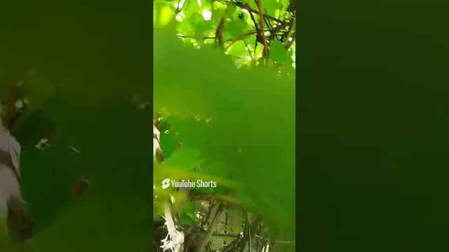 Экскурсия по моим растениям #рекомендаци #популярное