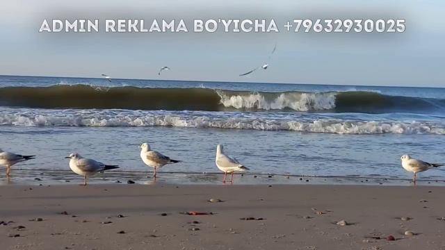 Abdulloh Domla 2023~Тез бой қиладиган зикр!~Абдуллох Домла 2023 #abdullohdomla #namoz #zikr