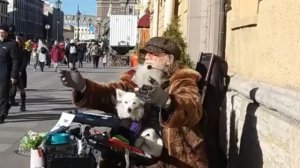Дедушка с собачкой снова на улицах Питера!