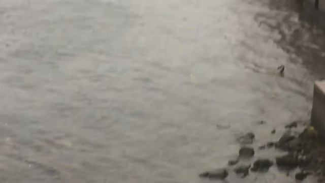 Водоплавающие птицы в Санкт-Петербурге.