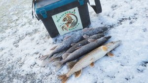 Открытие перволедия 2024-2025 гг. Ловля на жерлицы со льда!