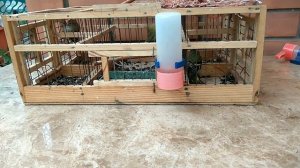 Сегодняшний улов Чижи