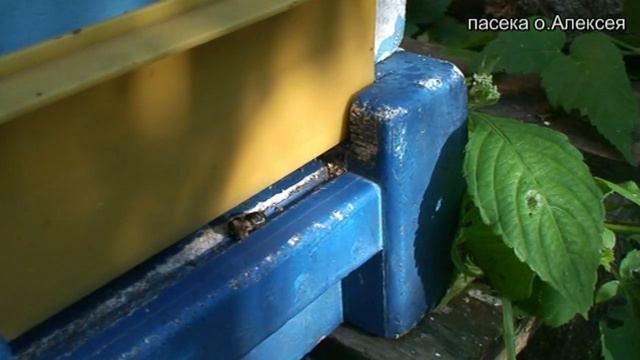 Налёт на матку.