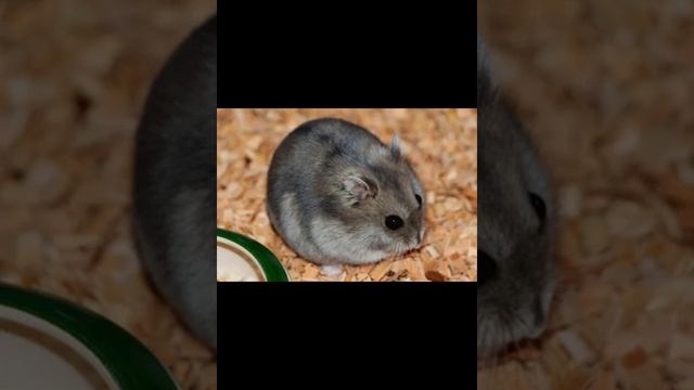 Серый хомячок смотреть онлайн