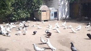 Бакинские голуби. в Баку Сабухи и Сардара (забрат)