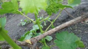 Виноград. Так сколько же побегов оставлять ???