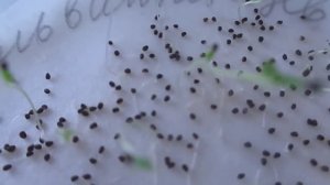 Посев Львиного зева сухими и пророщенными семенами.. Выращивание без пикировки.