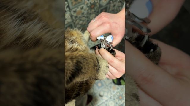 ЧЕССИ🐯МАНИКЮР НАШЕ ВСЕ
