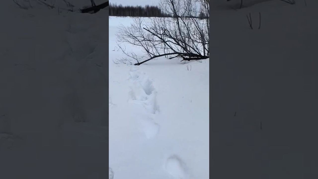 Первая оттепель - первые медведи #рыбалка #охота #медведь #весна смотреть онлайн