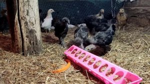 УХЕЙИЛЮЙ ЦЫПЛЯТА.