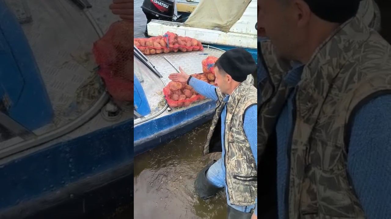 Вывозим урожай по реке на лодках! #рыбалка #река #урожай #лодка #картошка #осень смотреть онлайн