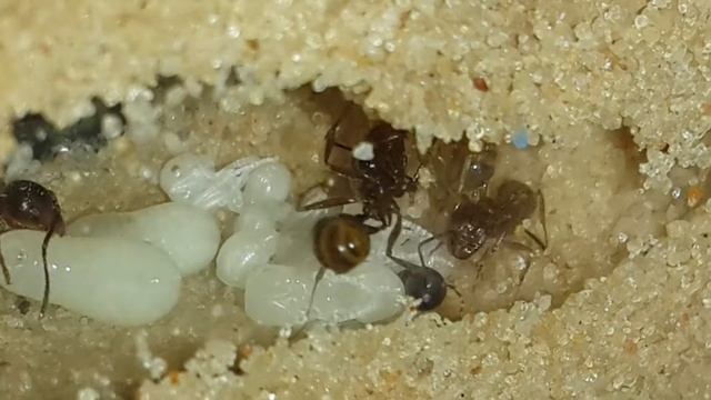 Продолжение рождения муравья и склад куколок смотреть онлайн