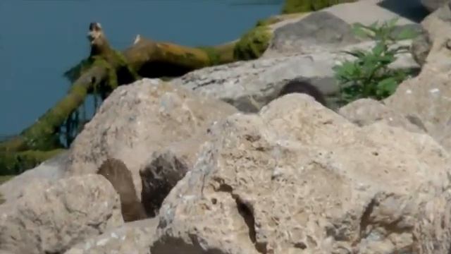 Интересные факты о Норке смотреть онлайн