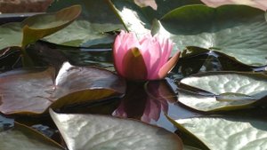 Как вырастить настоящую нимфею в обычном строительном тазу?