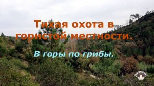 Тихая охота в гористой местности.В горы по грибы.
