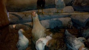 Про моих кур и неудавшийся эксперимент//Мое хозяйство