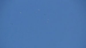 полёт голубей в период линьки