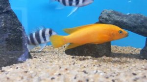 Неолампрологус лелеупи(Neolamprologus leleupi). Апельсиновый морф.