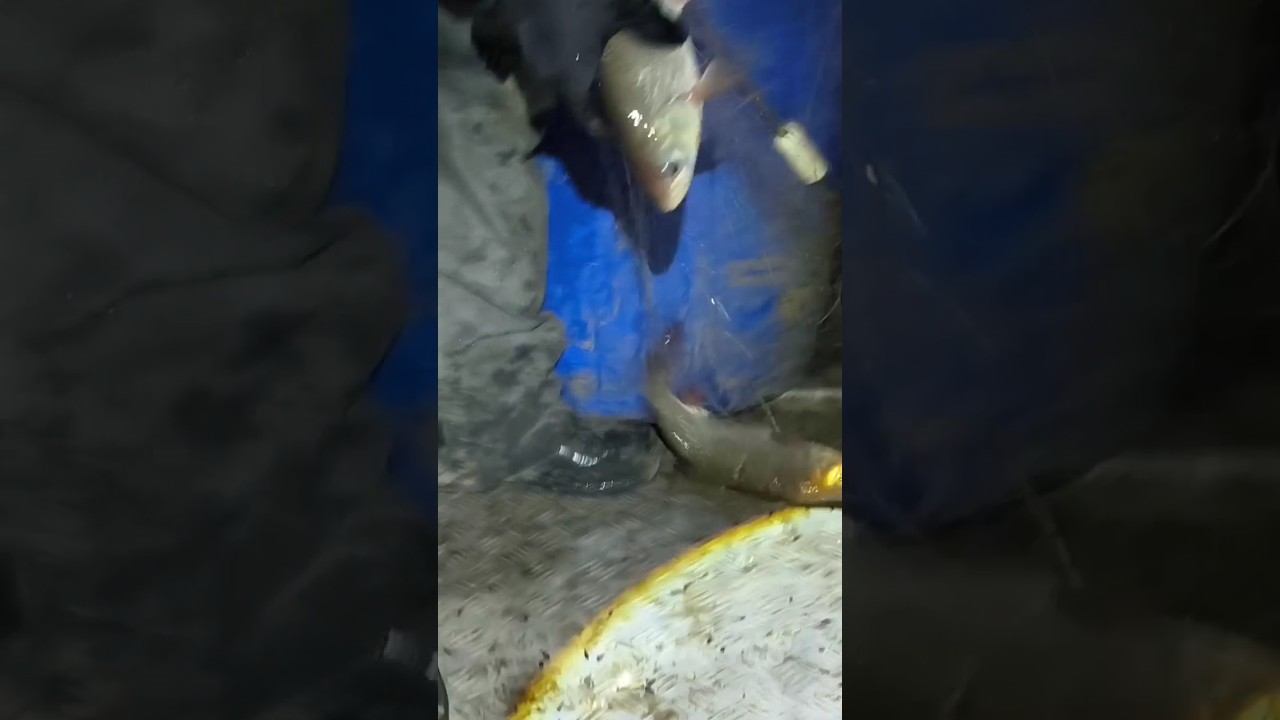 Рыбалка сетями! #рыбалка #зимняяловлярыбы #охота #сети смотреть онлайн