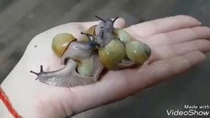 Продаются Архахатина маргината иктерика ф3