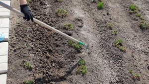 Что делать с клубникой весной: Первая и очень важная подкормка клубники весной!