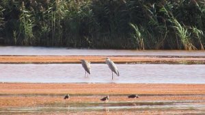 Серые цапли (Ardea cinerea)