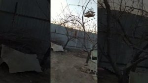 ловля щеглов на западок попальса седалагаловый щегол 🇰🇬🇰🇬👍