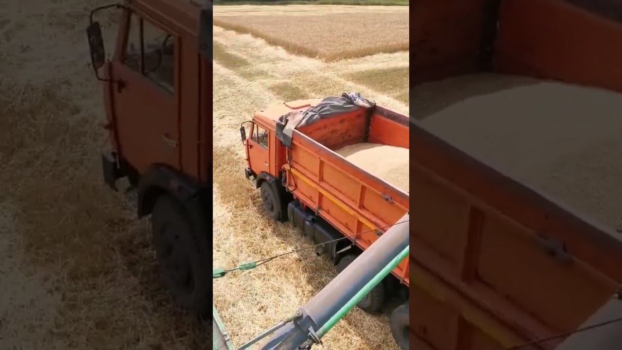 Выгрузка зерна в поле #комбайн #трактор
