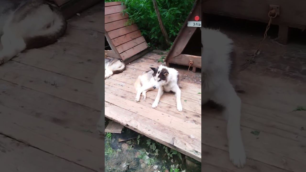 ОЧЕНЬ МНОГО ХАСКИ. БОЛЬШАЯ ВЫСТАВКА СОБАК. ОСТИН ШЭПОРТ.