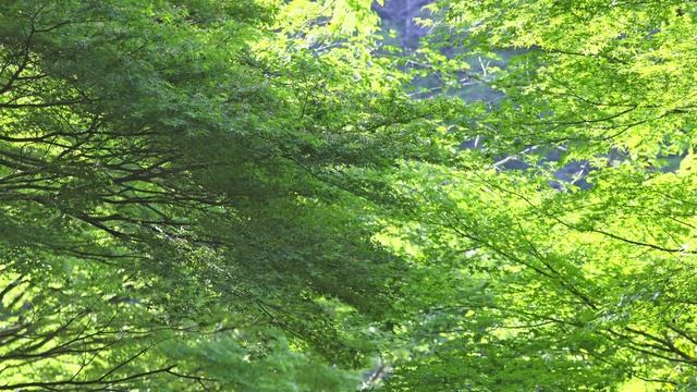 新緑と風の音色 湧き水 川のせせらぎ 鳥のさえずり 4K映像 ステレオ 日本 自然音 環境動画  野鳥 渓流 風景
