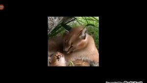 шлёпа говорит пельмени и маленький шлёпа говорит пельмени