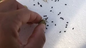 GROW CUMIN | It’s EASY