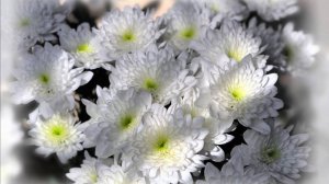 Белые хризантемы. Исполняет Алена Лелекова.  2023 г.