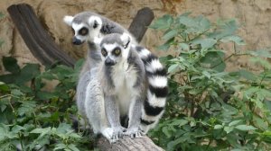 9655763-hd_1920_1080_25fps