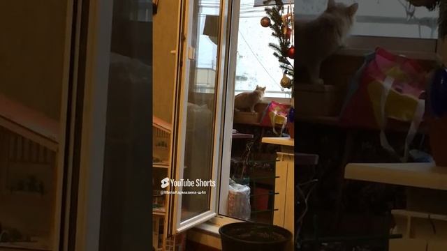 Санкт-Петербург. 07.12.2024. Природный инстинкт. Персик атакует во время охоты на птичек из засады