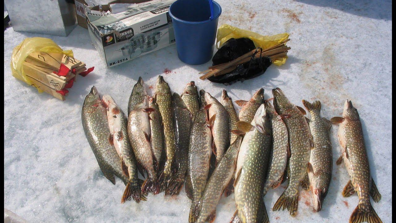 ★Надушили Кучу Щуки На Жерлицы!!!!!!!!!!!!! смотреть онлайн