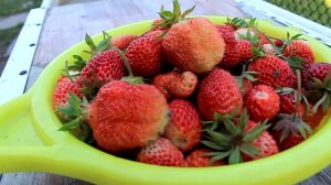 В тихом и спокойном Таргае