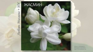 «ЖАСМИН» Любовь Миляева + ИИ