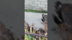 Ястреб треплет ворону