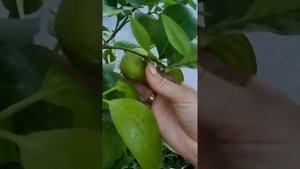 кафрский лайм